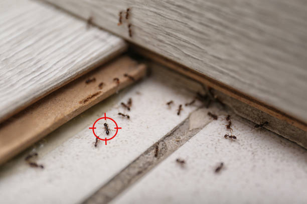 Best Rat Extermination Near Me  in Jackson, MI