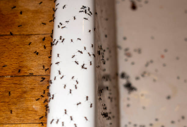 Reliable Jackson, MI Pest Control Solutions