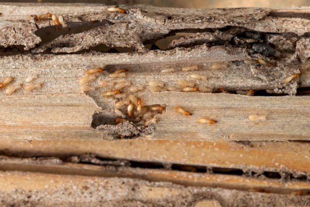 Best Bed Bug Extermination  in Jackson, MI