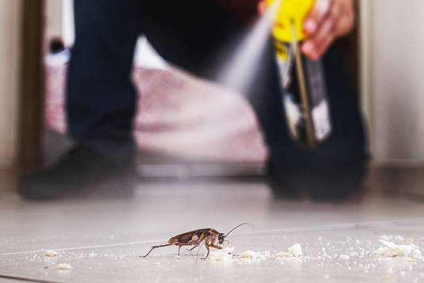 Best Flea Control Services  in Jackson, MI